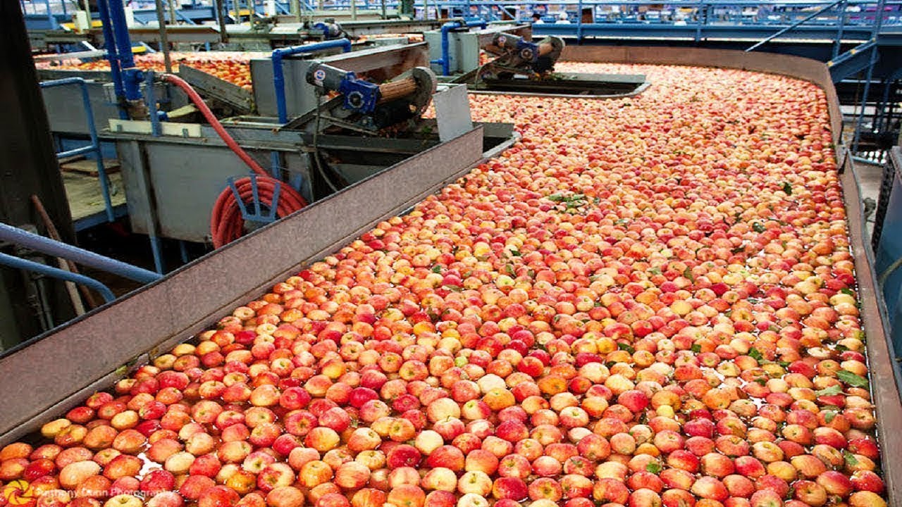 populer wrldvideo - 有趣的水果工厂 您将第一次看到它*