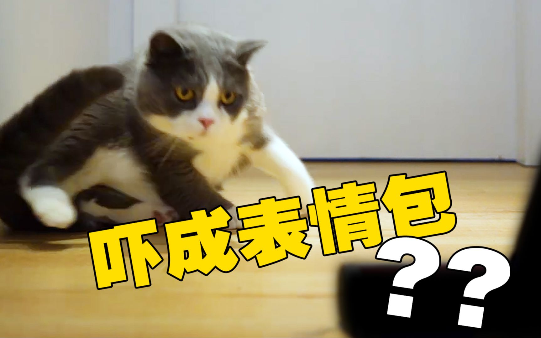 猫咪最怕的东西NO.1居然是……???真相是这样的哔哩哔哩bilibili