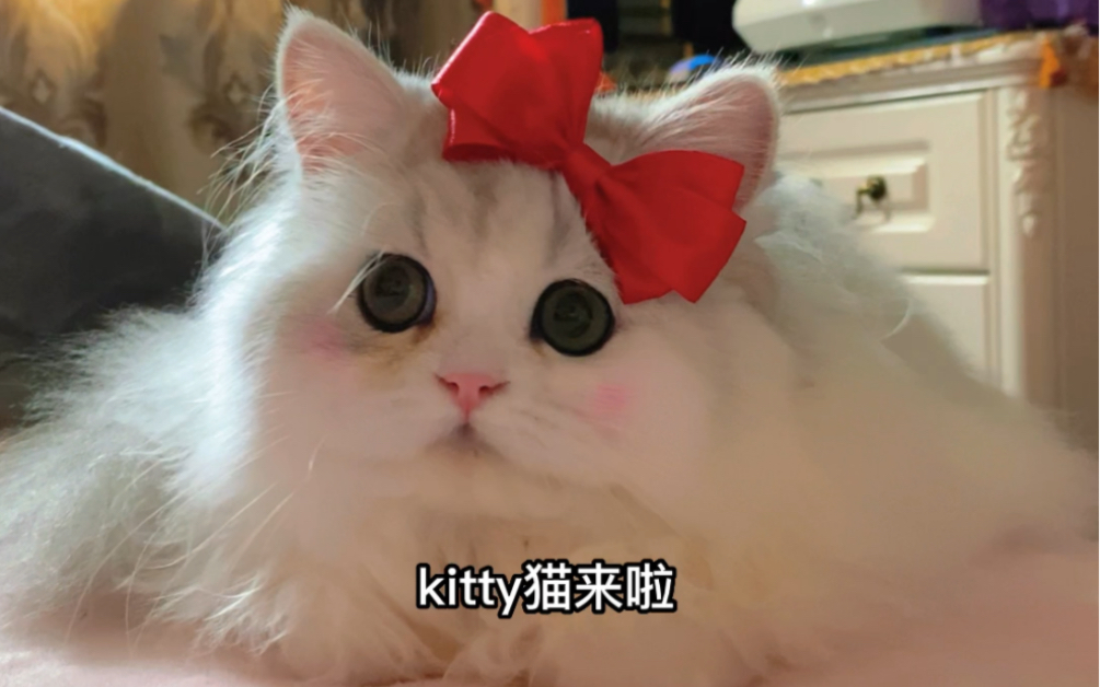 kitty猫来啦哔哩哔哩bilibili