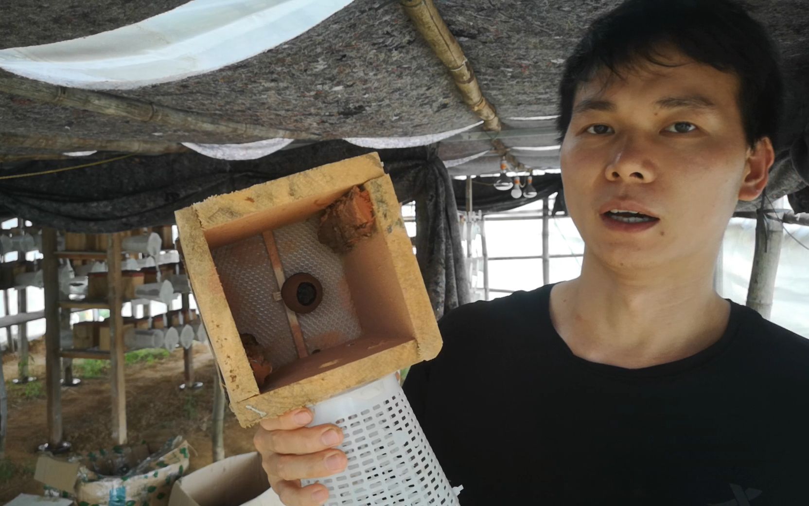 在养殖葫芦蜂黄脚时特别容易出现弃巢_哔哩哔哩_bilibili