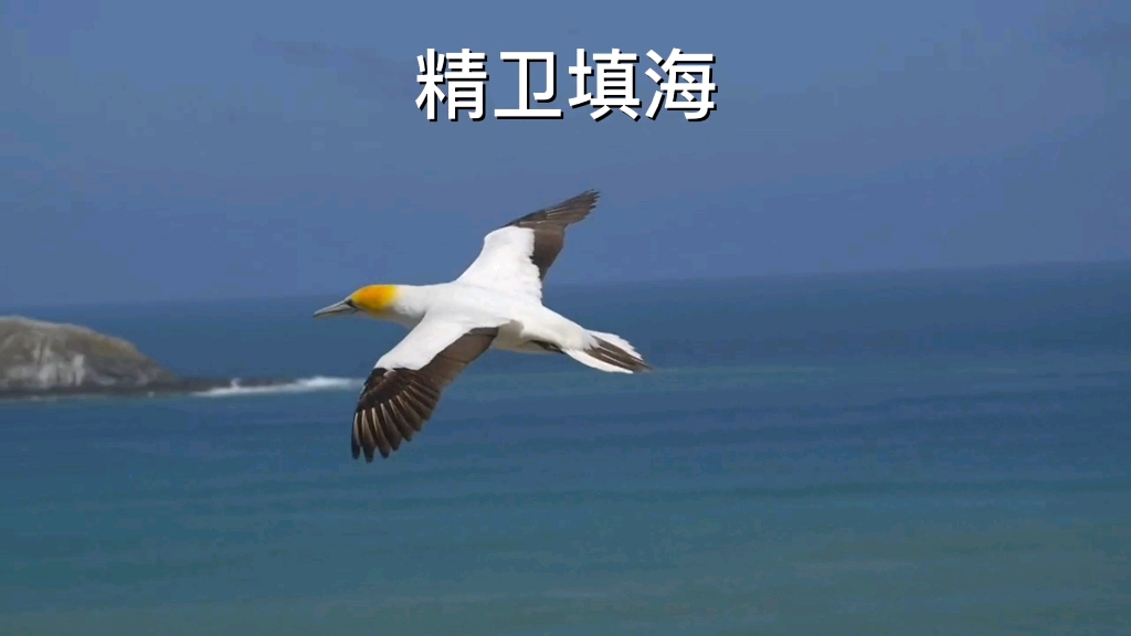 精卫填海