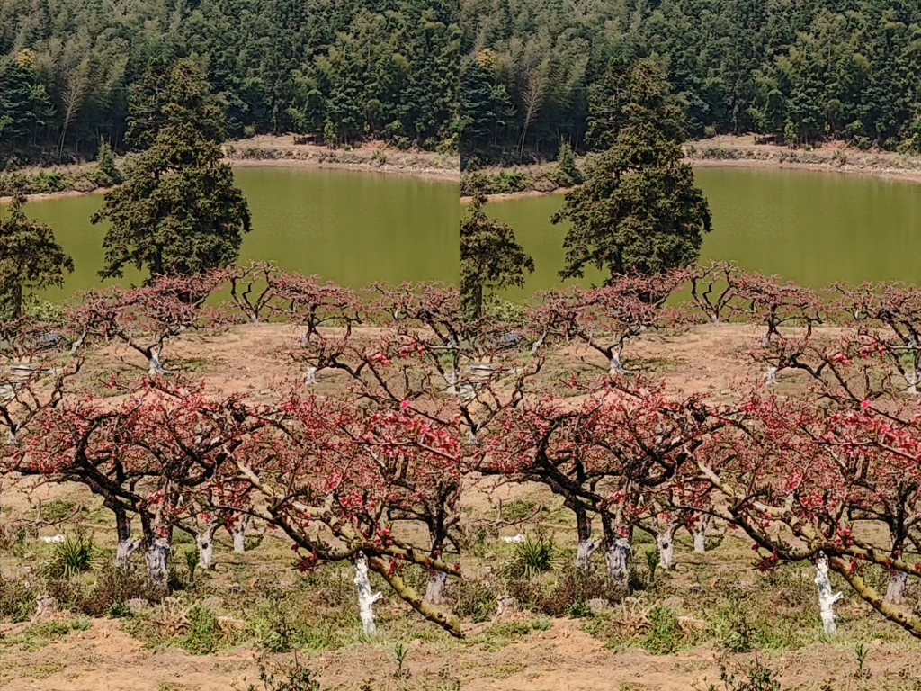 [图]春末花季