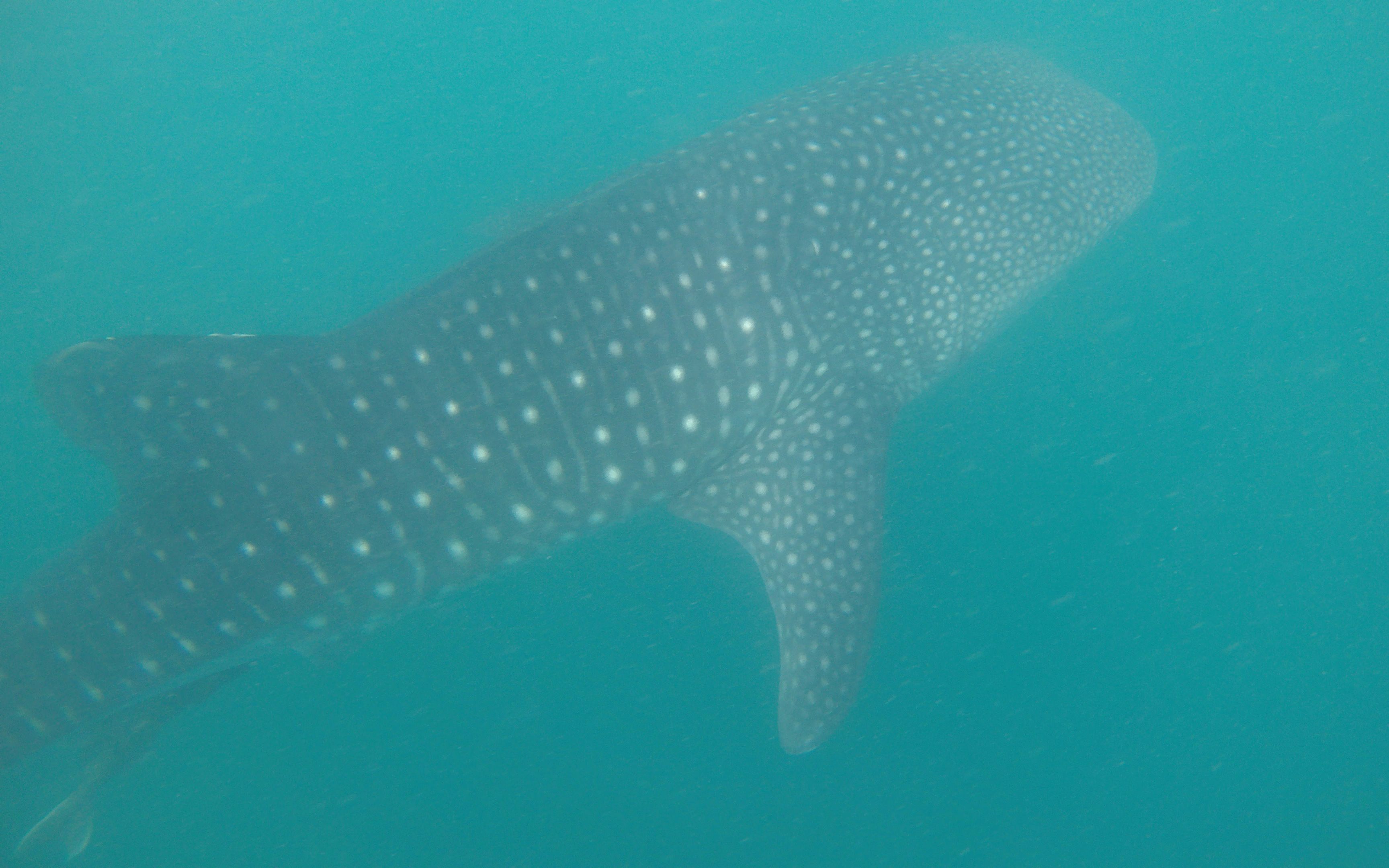 [图]Dance With Whale Shark