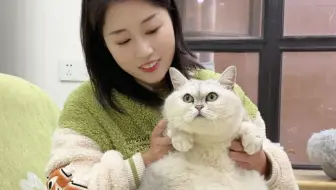 喂养快30斤的银渐层，真的是一辆小猫车！