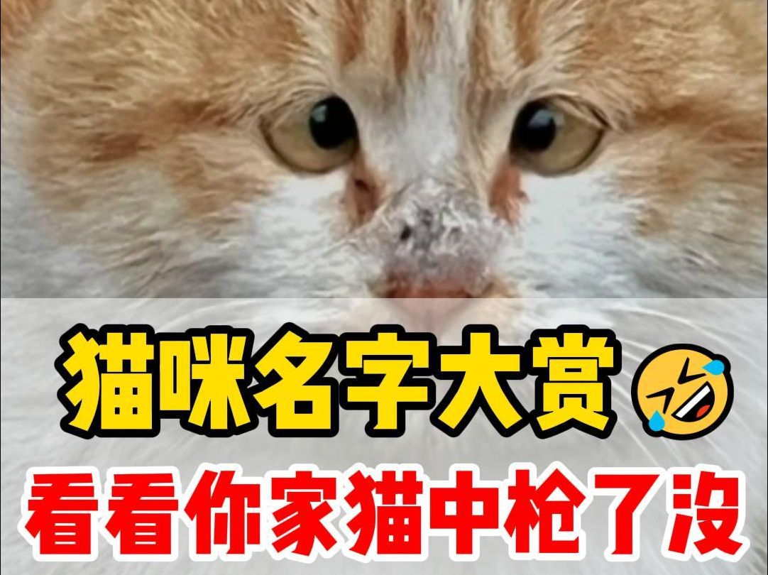 猫名字叫什么好听丨猫咪名字大全哔哩哔哩bilibili