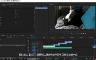剪辑宠物类复古效果短视频剪辑教学视频教学学习剪辑