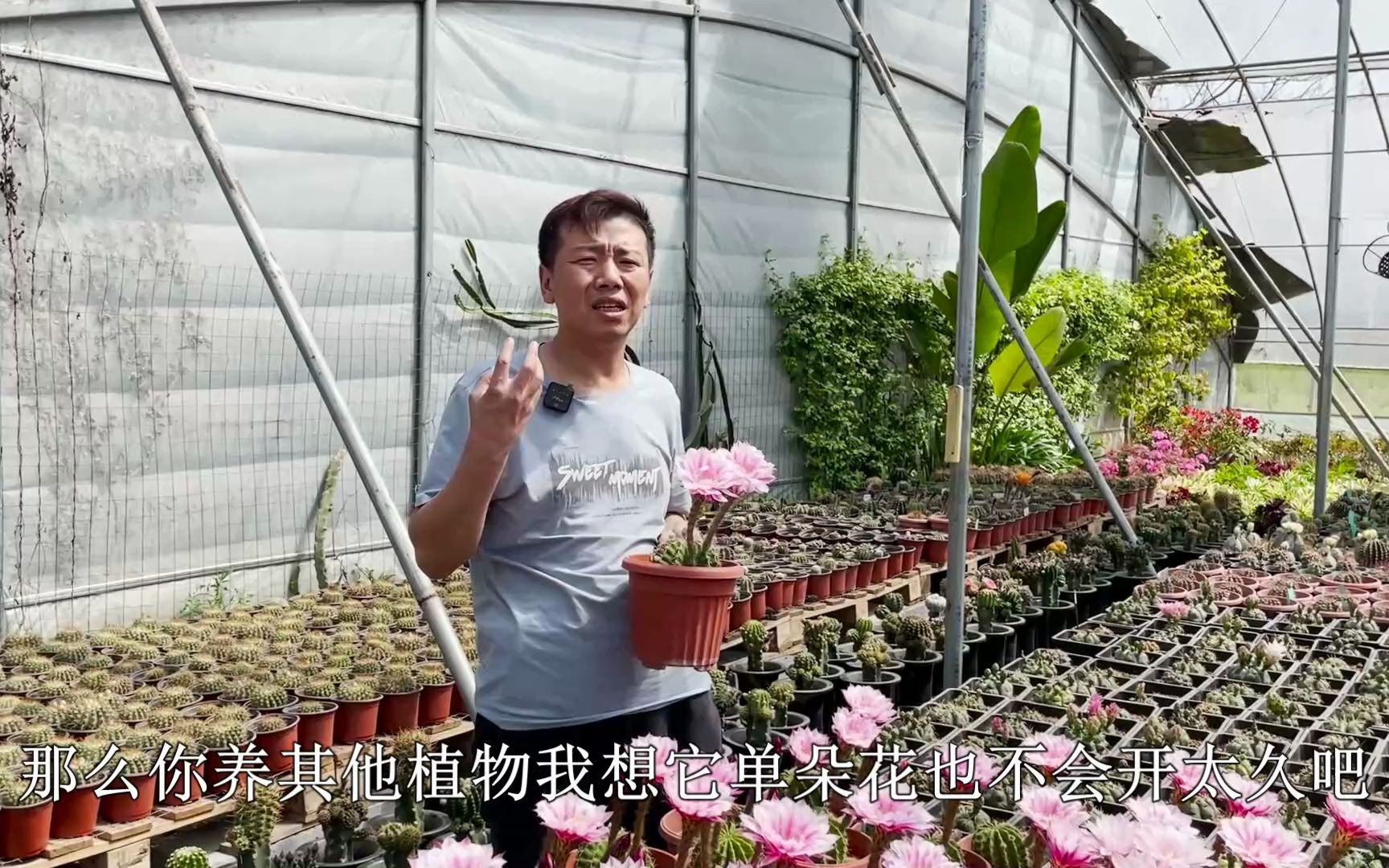 [图]可以多季开花的仙人球，花开复色条纹，种一片就能开成“花海”