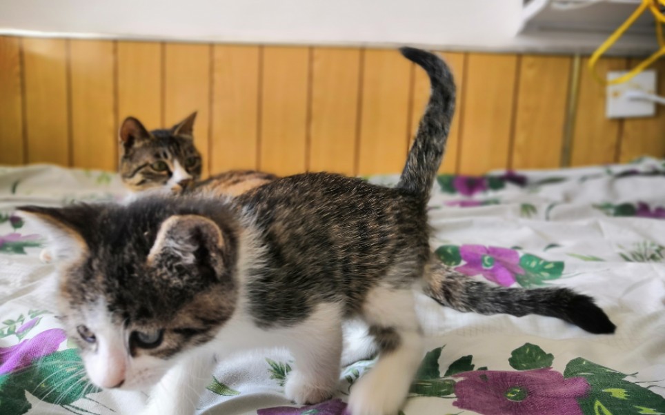 (狸花猫)一只大海参和三只小海参