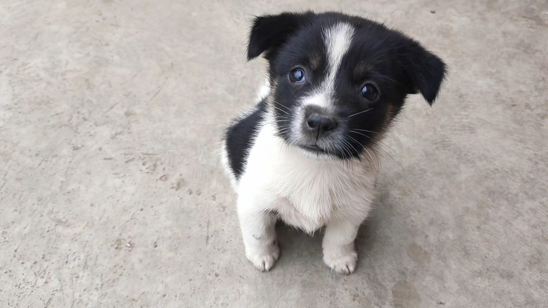 狗犊子图片