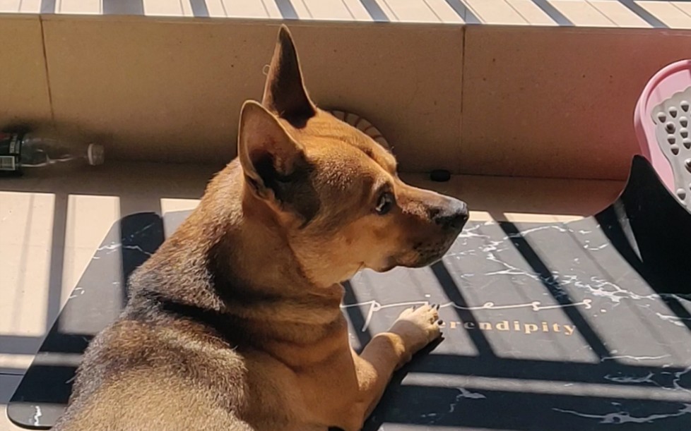 大中午坚持晒太阳的板凳狗