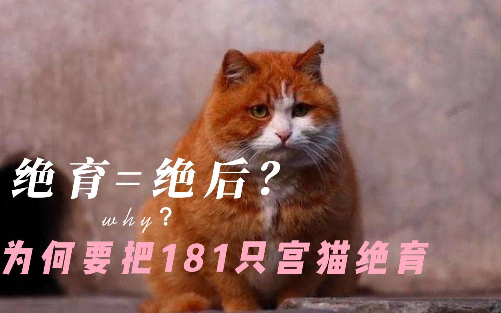 [图]故宫181只御猫被抓去绝育，难道不怕绝后吗？这真的是为它们好