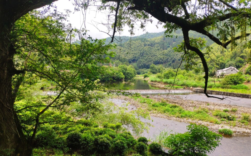 新安江源头,溪水潺潺清澈见底