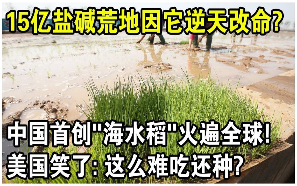 15亿盐碱荒地因它逆天改命?中国首创“海水稻”火遍全球!中东土豪登门排队抢购哔哩哔哩bilibili