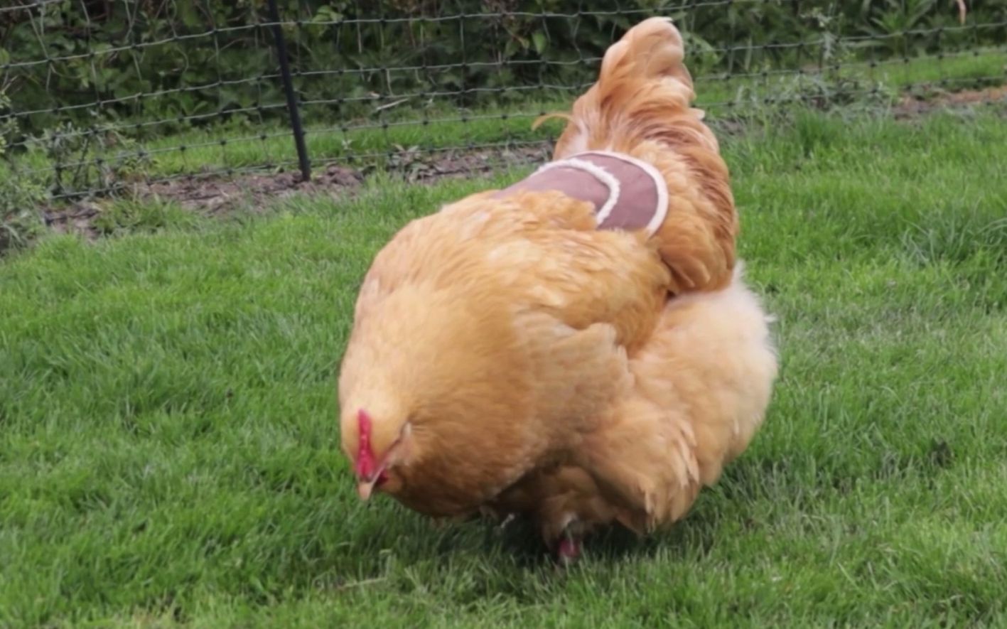 【奥平顿鸡】穿裙子的肥鸡在认真觅食_哔哩哔哩_bilibili