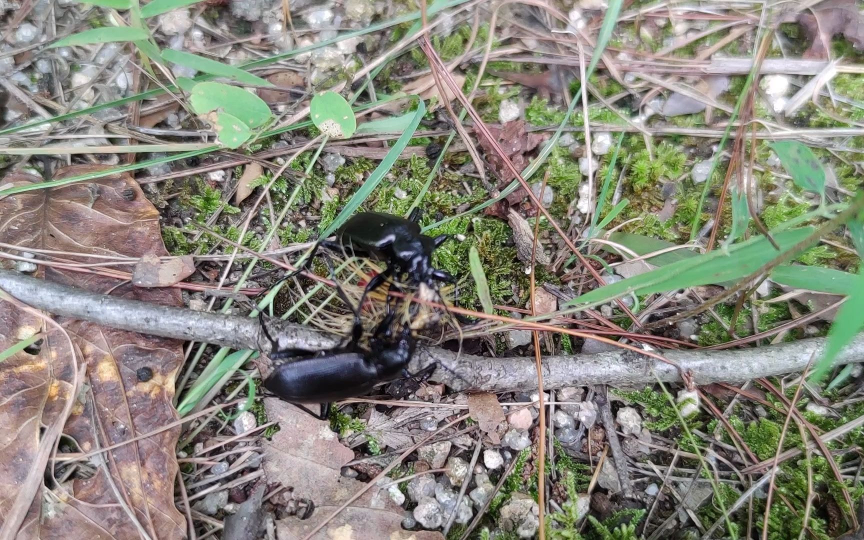 步甲捕食毛毛虫