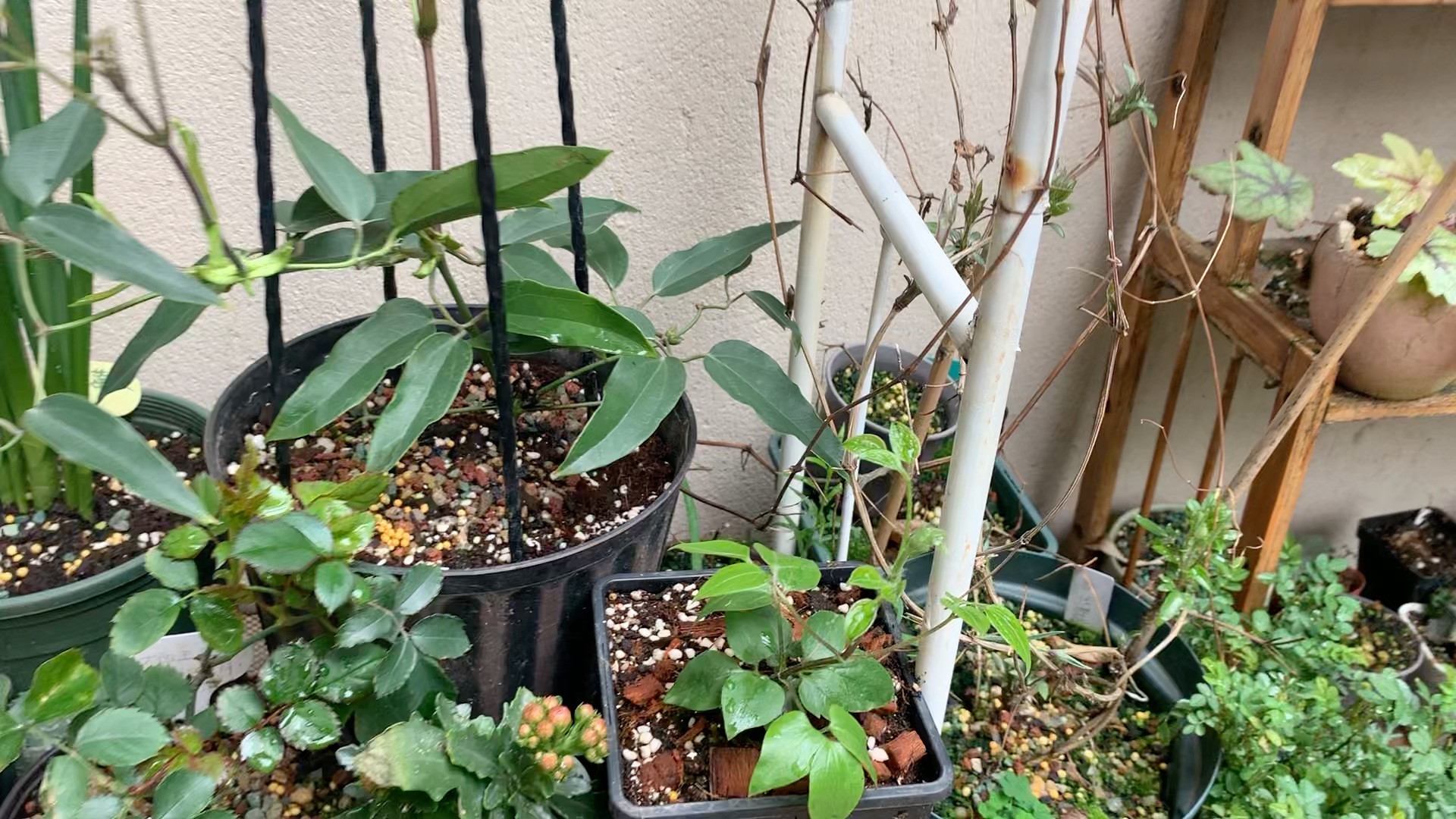 活动作品楼底小花园铁线莲羞答答有花苞了