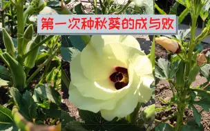 Download Video: 【秋葵种植】第一次种秋葵的成与败 II 种秋葵的经验和教训