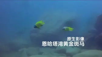 #原生影像 恩哈塔湾黄金斑马也十分好看
