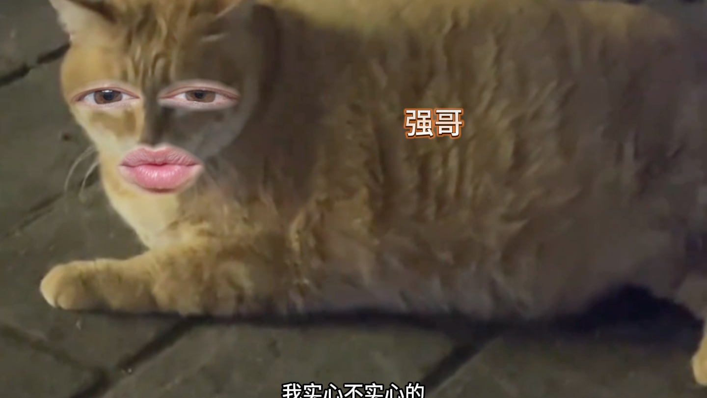 [图]猫:你一共四句话，侮辱我4遍，最后还嘬嘬嘬