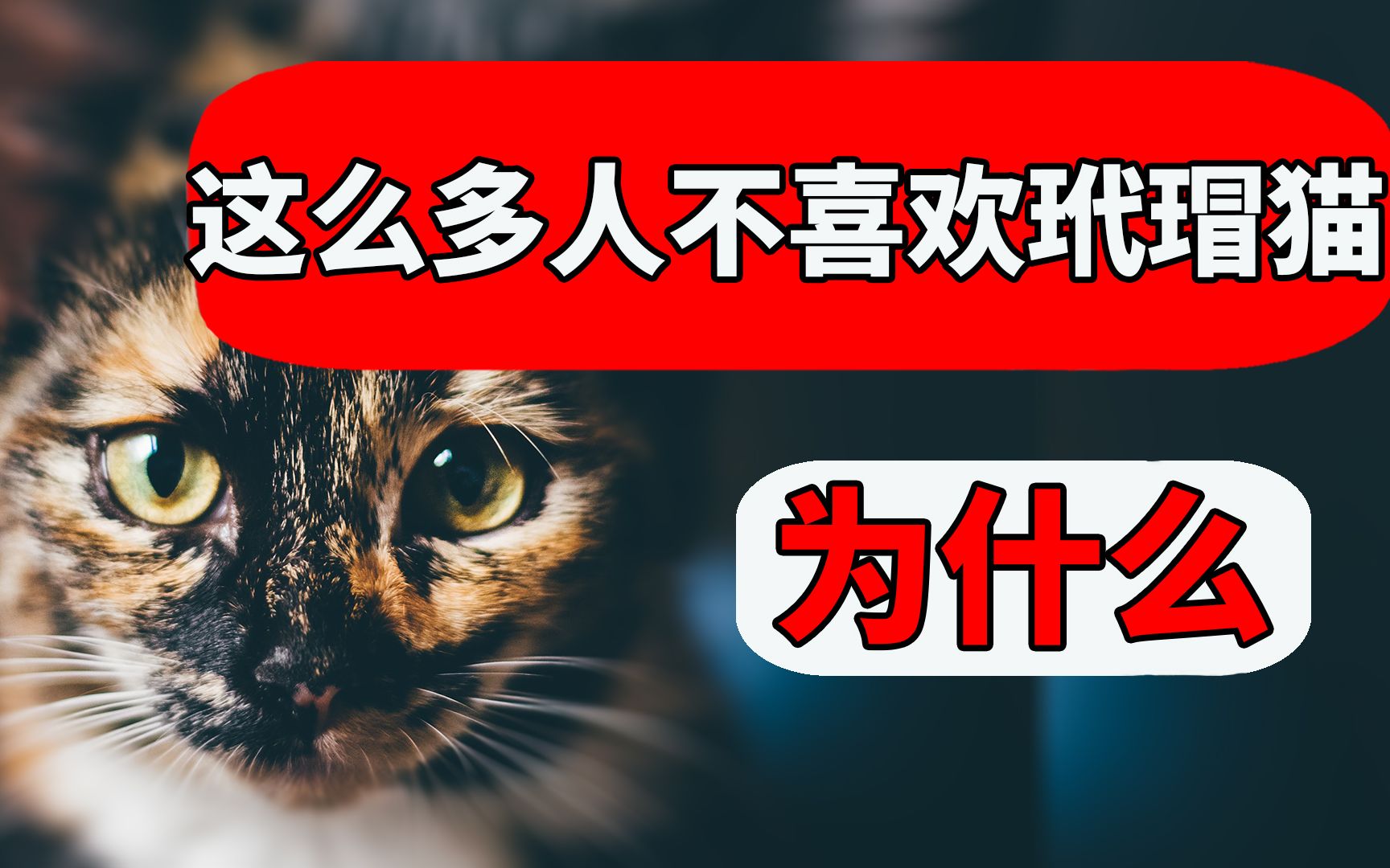 被弃养最多次的玳瑁猫,为什么这么多人不喜欢?当真不能养吗? 【养猫迷思EP18】哔哩哔哩bilibili