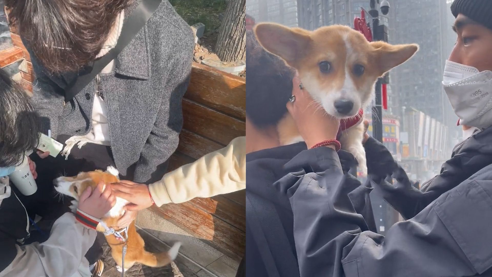 心机狗拉女生往帅哥怀里冲,女生顺势加入逗笑网友:专门训练过吧