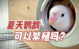 Descargar video: 夏天鹦鹉可以繁殖吗？