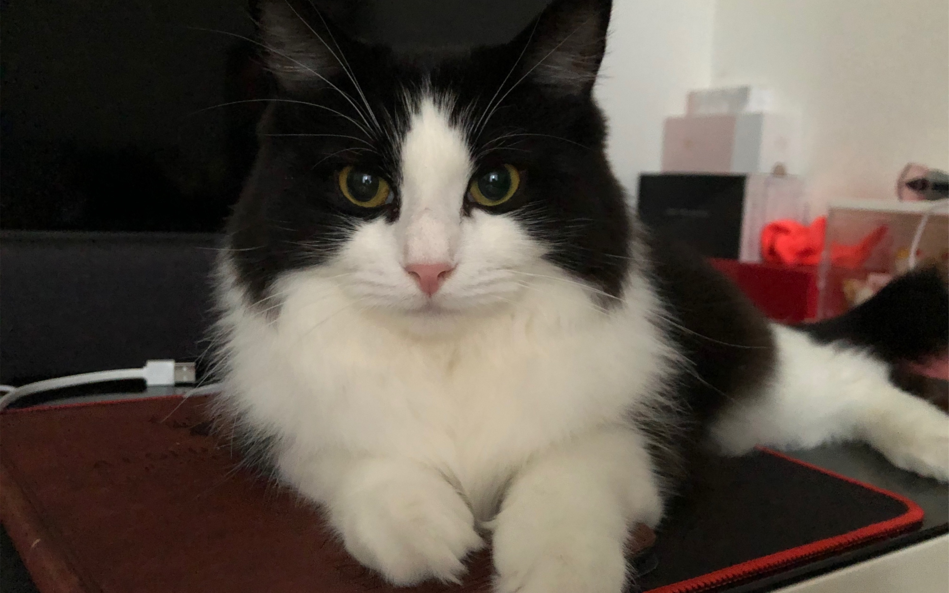 你家猫也这样吃药吗长毛奶牛猫麻酱