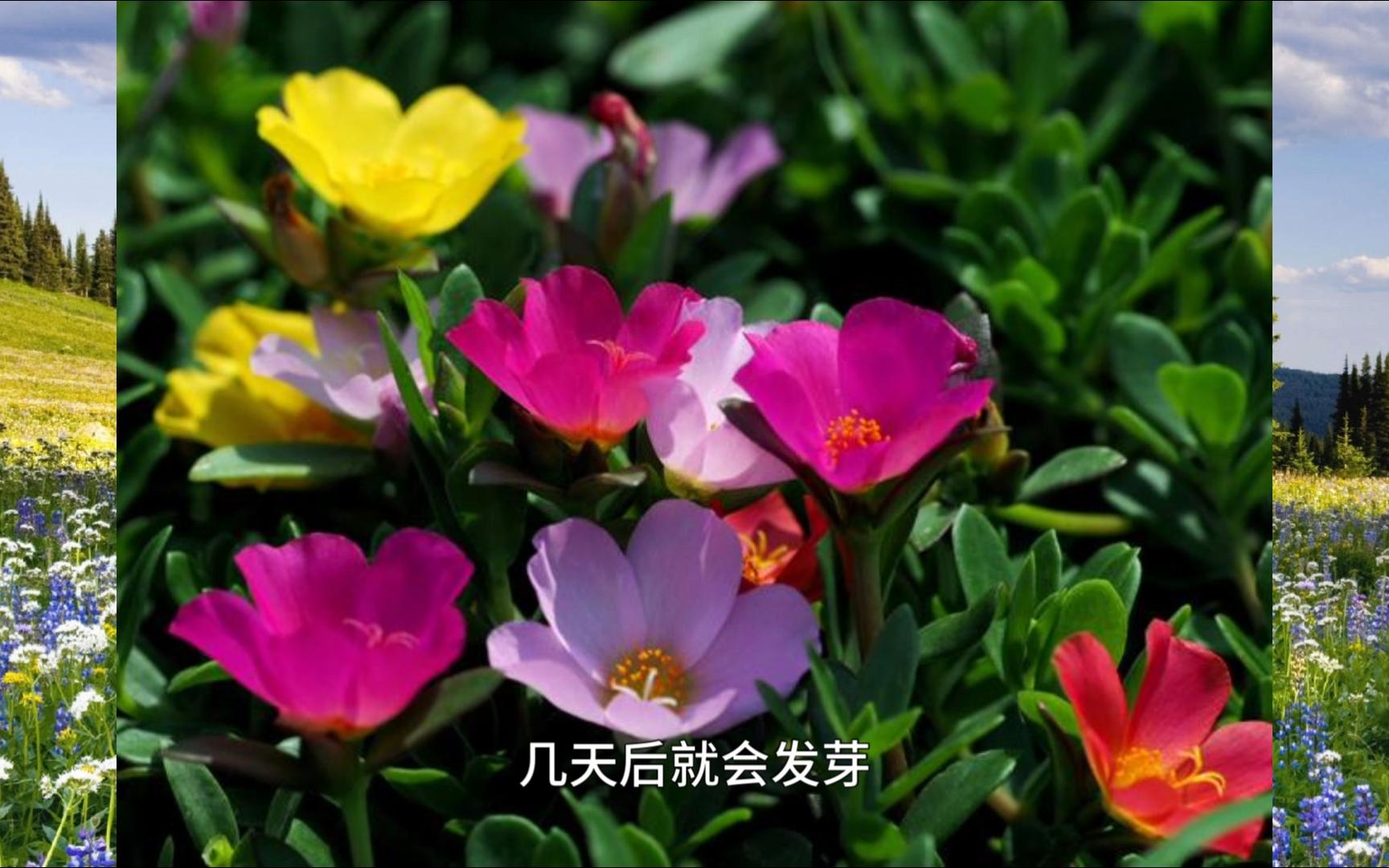 [图]【稀碎的芝士】太阳花——新手花友的福音