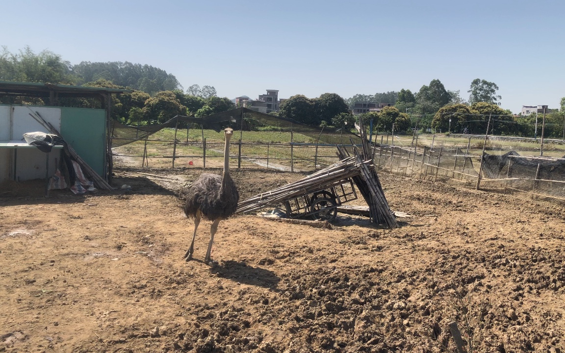 这鸵鸟拉粑粑真是震撼哗啦一声一大坨