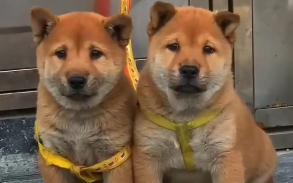 [图]天生麒麟尾的一对黄狗白面，中华田园犬的王者