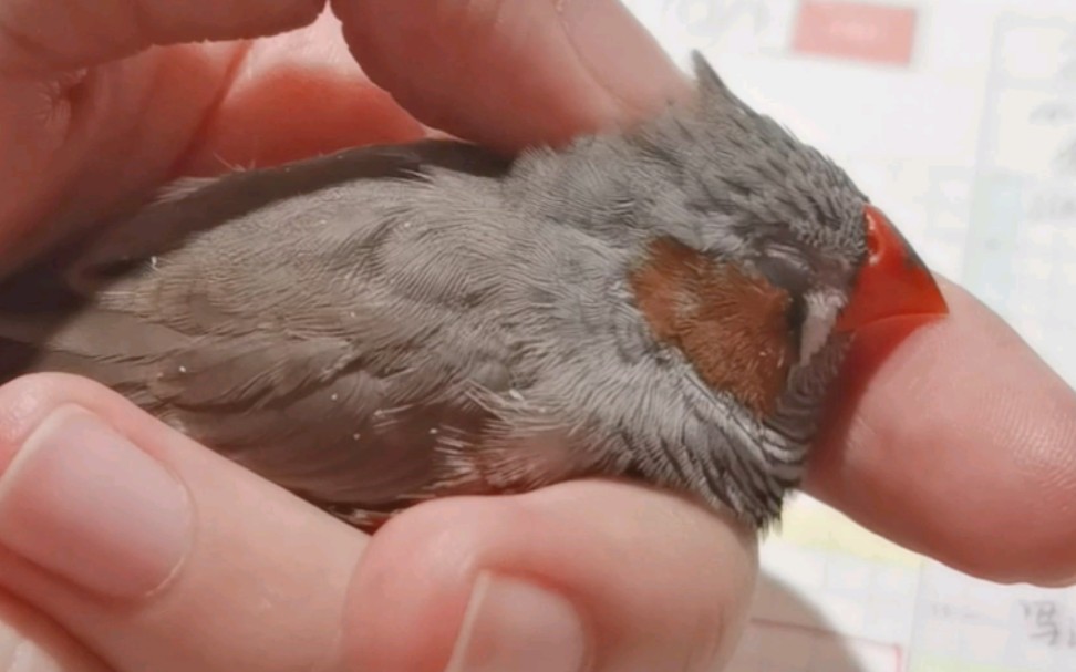 【珍珠鸟】趴手手睡觉觉拉粑粑