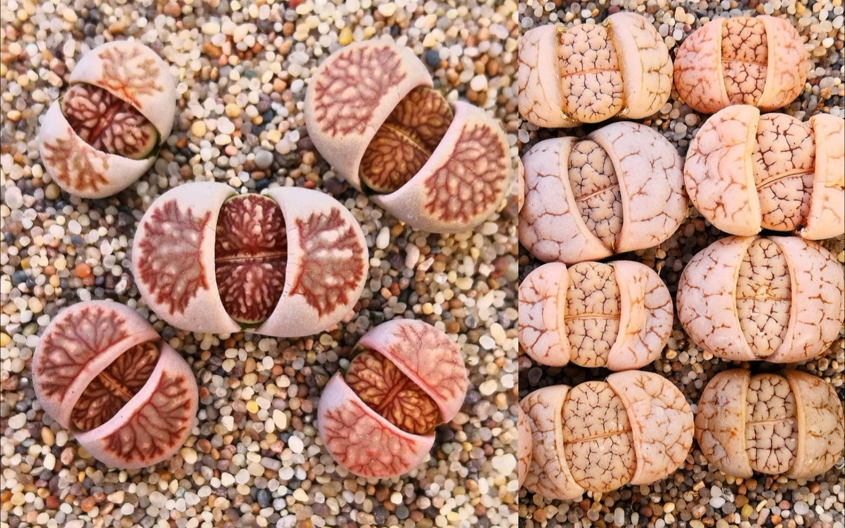 【生石花开箱】精品红窗菊 c189开箱