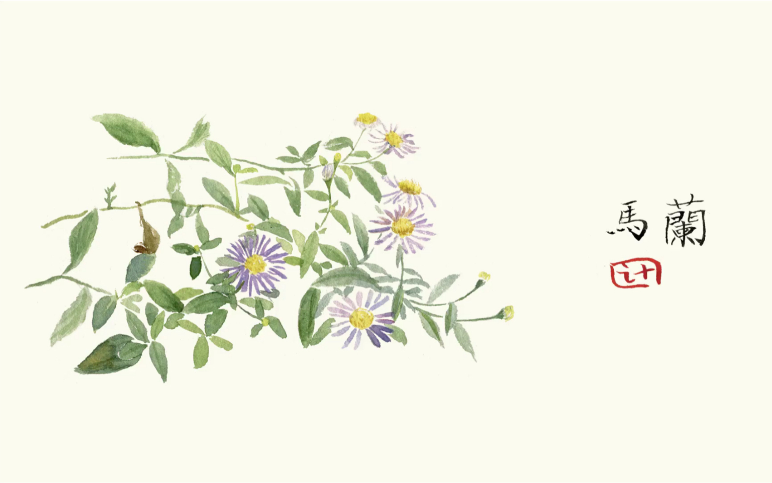 【水彩画】手绘马兰头花过程 快进版_哔哩哔哩_bilibili