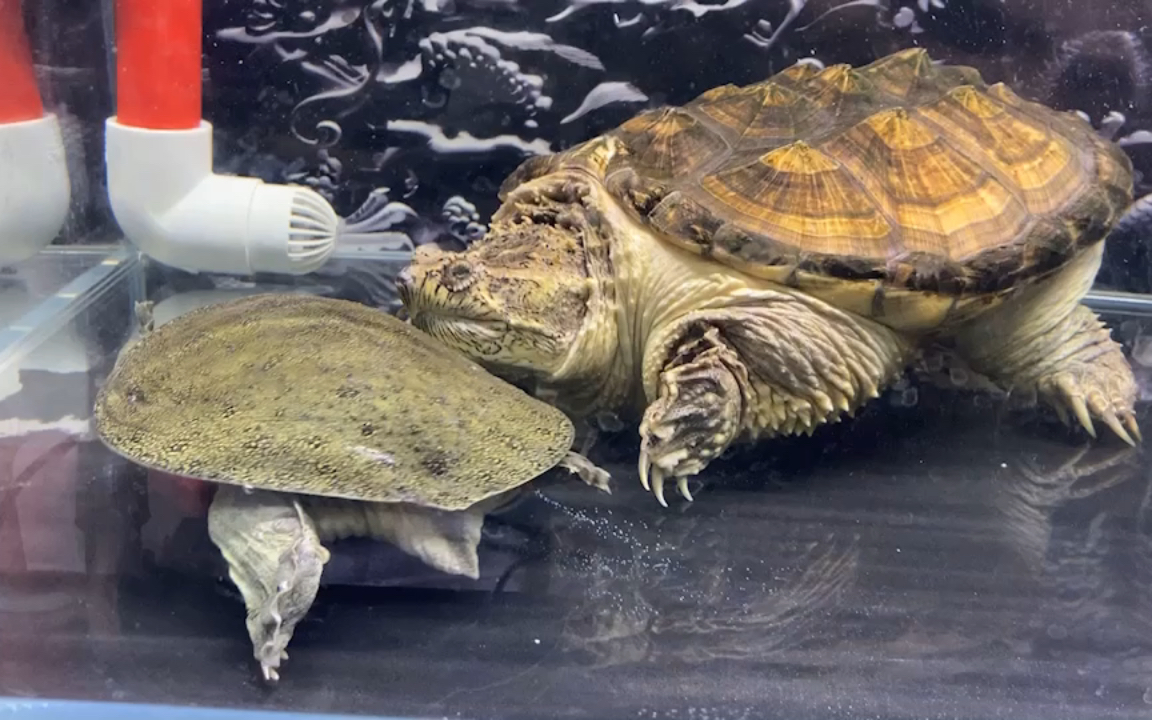 有对比才知道鳄龟的大,甲鱼与鳄龟的生活