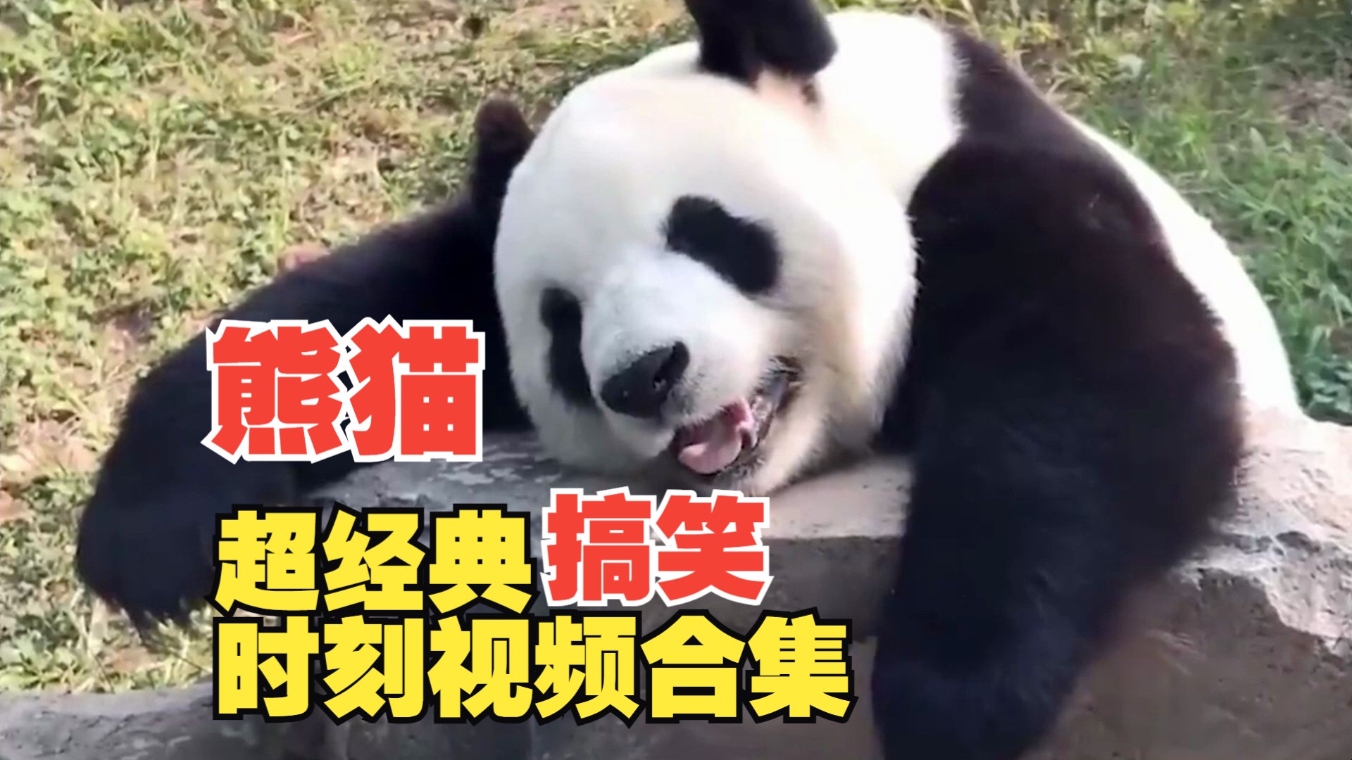 熊猫超经典搞笑时刻视频合集