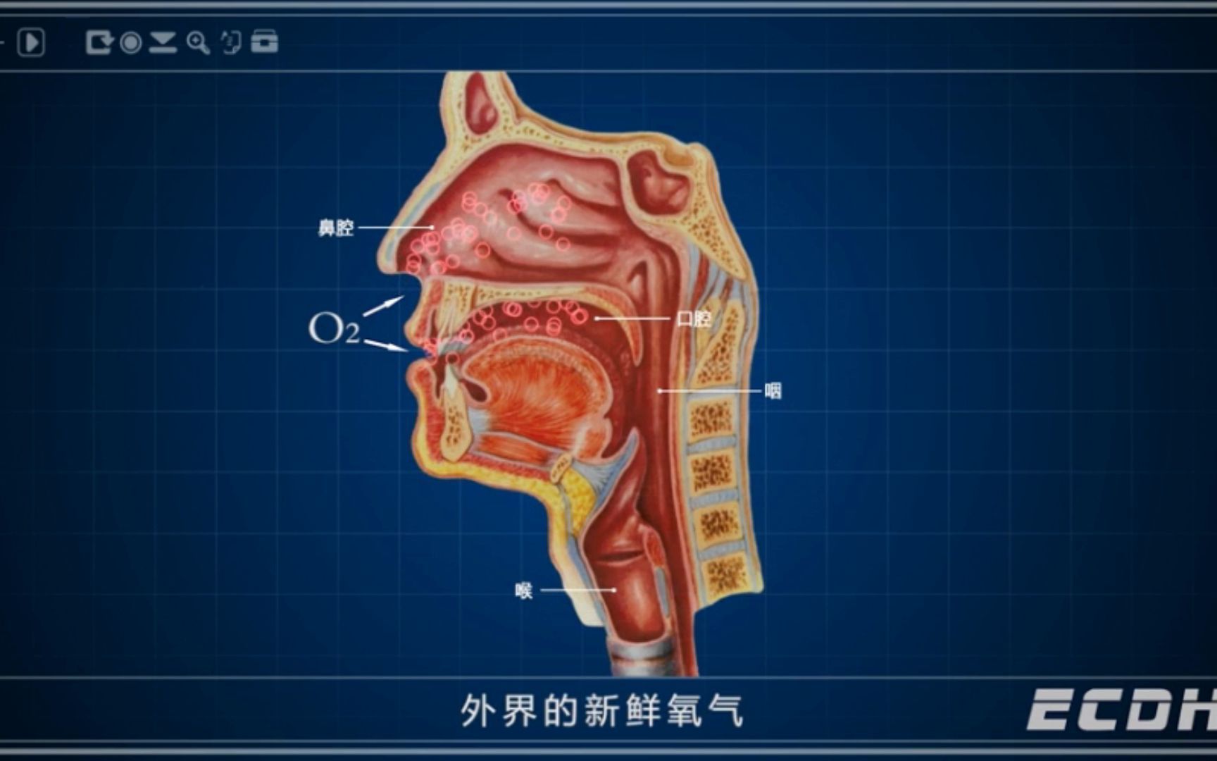 呼吸运动及肺的功能哔哩哔哩bilibili