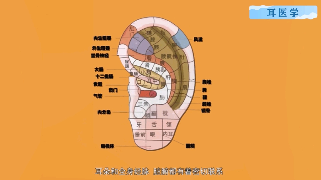 [图]什么是耳穴疗法