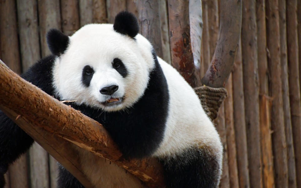 大熊猫萌萌萌三岁你真的有三岁吗