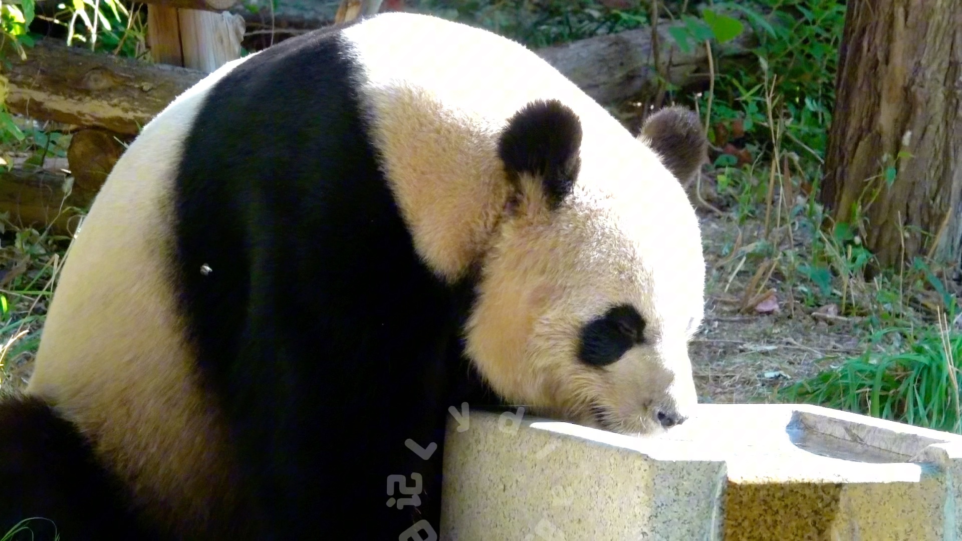 大熊猫缘小 (乐水)