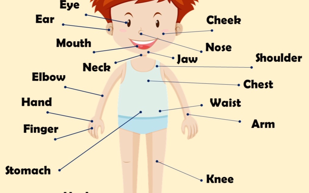 parts of the body in english
