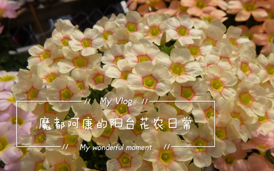 [图]酢浆草 Oxalis OB Vermilion 朱砂 （2球）