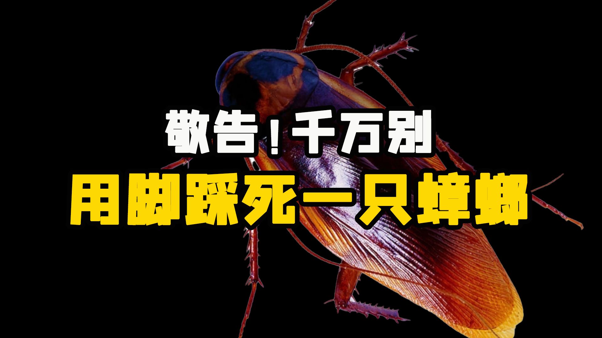 千万别用脚去踩死一只蟑螂,否则,你会喜提病菌和更多小强!