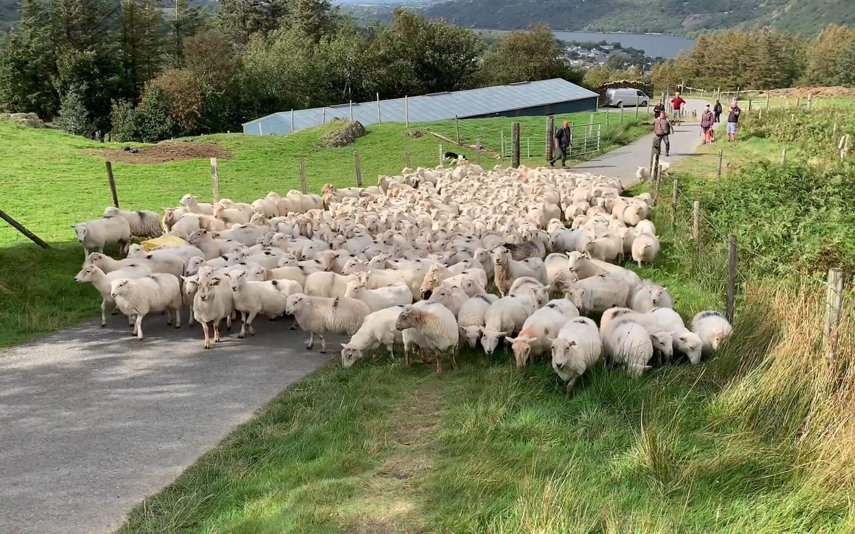 牧羊犬赶羊上山