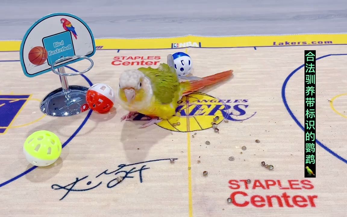 房山篮球历史新章！CBA盘口与数据深度__今日CBA盘口分析·大小分策略·球队档案祝贺房山区篮球代表队取得2025年“体总杯”北京联赛亚军！