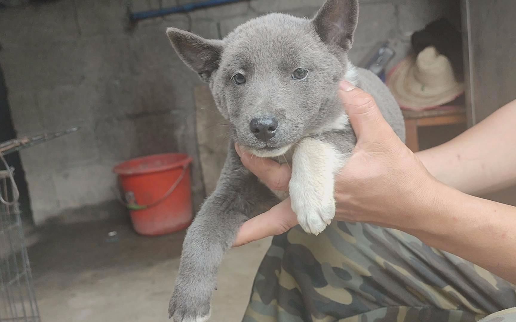 变异的小土狗,蓝灰色,也叫蓝精灵