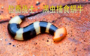 Download Video: 【扁形动物】笄蛭涡虫：去干翻蜗牛、干翻蛞蝓、干翻蚯蚓和昆虫！