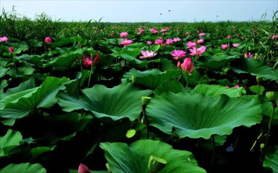 七月之美~山东微山湖~接天莲叶无穷碧,映日荷花别样红.