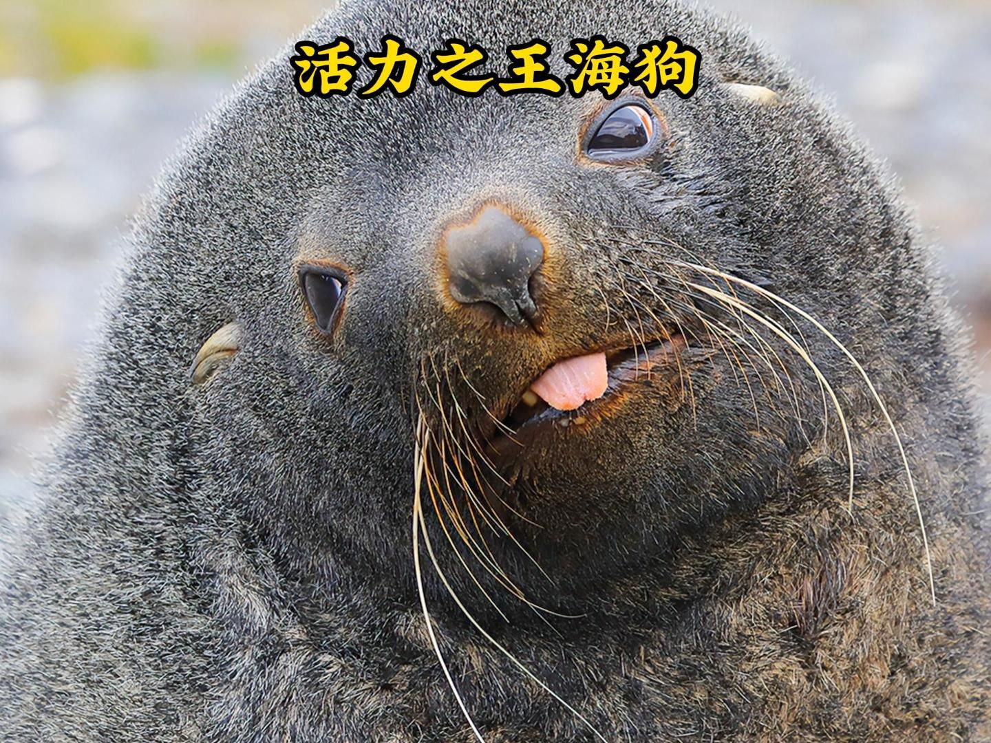 海滩上的"活力之王"海狗