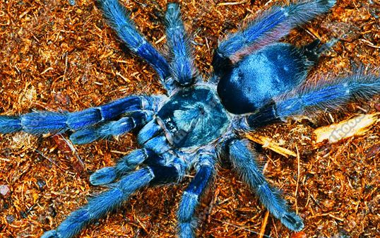 紫树和卷毛de激情开箱