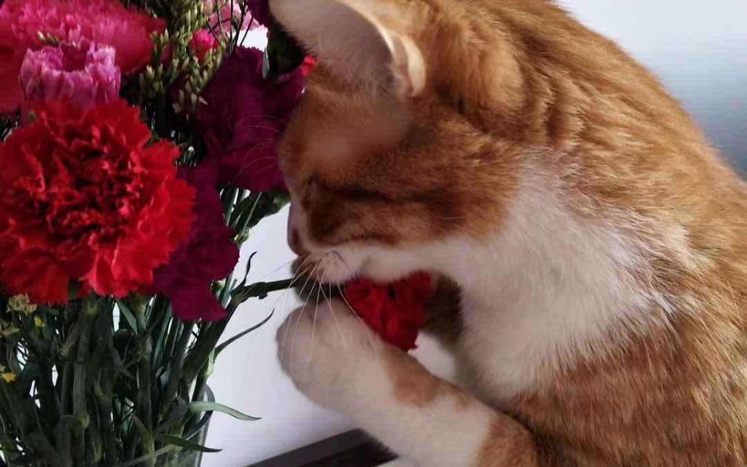 【铲屎官的日常】家有橘猫想吃康乃馨_哔哩哔哩 (゜-゜)つロ 干杯